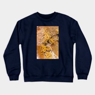 Yellow Sea Weed Growing In Shallow Rock Pool Crewneck Sweatshirt